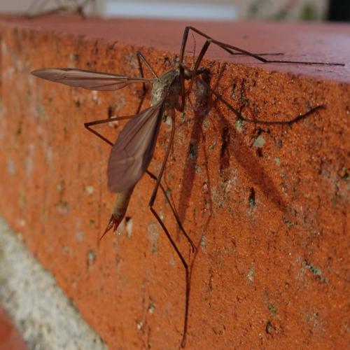 Tipula paludosa